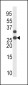 Phospho-p27Kip1(T187) Antibody