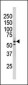 Phospho-RAD9(S277) Antibody