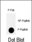 Phospho-RAD9(S328) Antibody