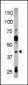 Phospho-RAD9(Y28) Antibody