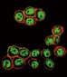 Phospho-SMAD3(S208) Antibody