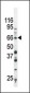 Phospho-SMAD3(S213) Antibody