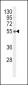 Phospho-TNFR(S274) Antibody