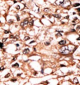 Phospho-TNFR(S274) Antibody