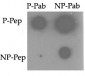 Phospho-TNIK(S764) Antibody