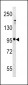 Metabotropic Glutamate Receptor 5 (GPRC1E) Antibody (C-term T1003)