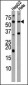 Activin A Receptor Type IC (ACVR1C) Antibody (N-term A48)