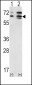 ACVR2A Antibody (N-term)