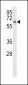 ACVR2B Antibody (N-term)