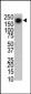 PARK8 (LRRK2) Antibody