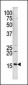 Phospho-H3(S10) Antibody