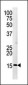 Phospho-H3(S28) Antibody