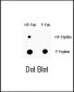 Phospho-ABL1(Y272) Antibody