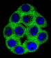 Phospho-ABL1(Y272) Antibody