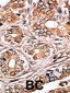 Phospho-Rb(S780) Antibody