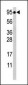 Phospho-STAT5a(S726) Antibody