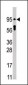 Phospho-STAT5a(Y694) Antibody