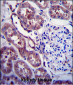 APP Antibody (C-term D672)