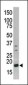 Phospho-H3(S10) Antibody