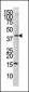 Phospho-cJun(S63) Antibody