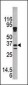 Kallikrein 9 Antibody (N-term)