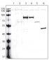 V5 Tag Antibody