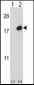 ISG15 Antibody (C-term)