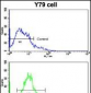 Beclin 1 Antibody