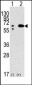 Beclin 1 Antibody