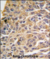 RIPK3 Antibody (N-term)