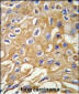 RIPK3 Antibody (Center)