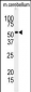 RIPK3 Antibody (Center)