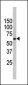 FUBP3 Antibody (N-term)