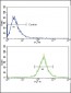 BMPR1A Antibody (N-term)