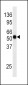 Phospho-CDC25A(S124) Antibody