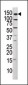 Phospho-MET(Y1349) Antibody