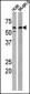 Phospho-MYT1(T495) Antibody