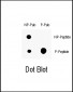 Phospho-P21CIP1(T145) Antibody