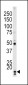 Phospho-P21CIP1(T145) Antibody