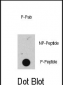 Phospho-RB(S608) Antibody