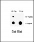 Phospho-Wee1(S123) Antibody