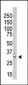 Aurora-C (AURKC) Antibody (C-term K255)