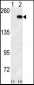 GCN2 Antibody (N-term G11)