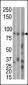 MARK1 Antibody (C-term)