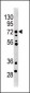 MELK Antibody (Center)