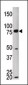 MELK Antibody (C-term)