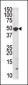 MKNK1 Antibody (N-term)