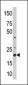 SKP1 Antibody (Center)