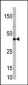 TCF7 Antibody (N-term)