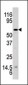 Phospho-AKT(Y326) Antibody